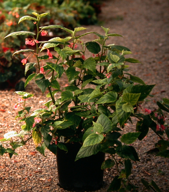 B. ‘Annan Blush’